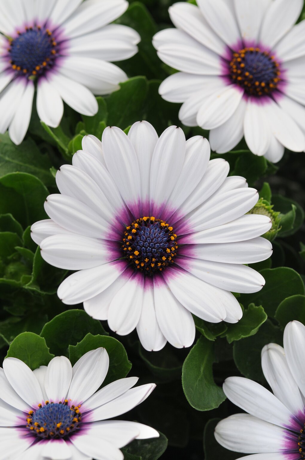 Osteospermum White Purple Eye Jumbo Six Pack - Stewarts Garden Centre