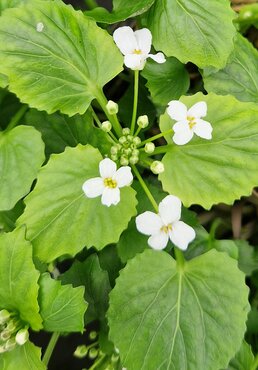 Pachyphragma macrophyllum 2 Litre