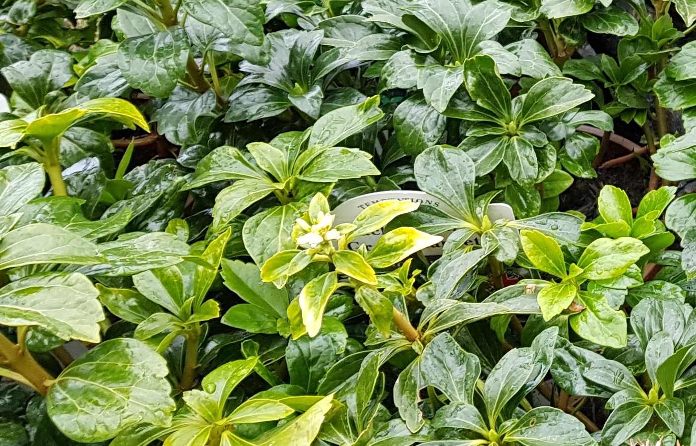 Pachysandra Near Me