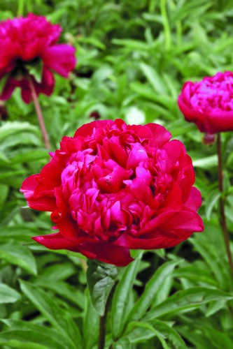 Paeonia Big Ben 3.5 Litre