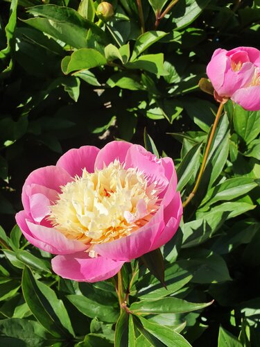 Paeonia Bowl Of Beauty 3.5 Litre