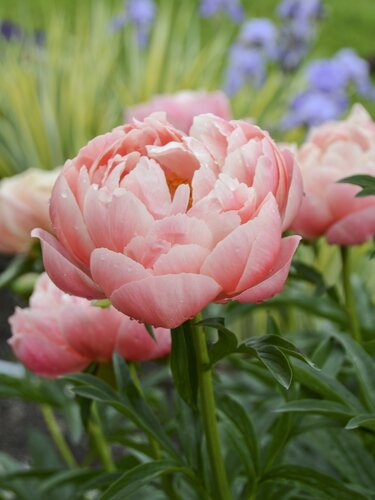 Paeonia Coral Charm 3.5 Litre