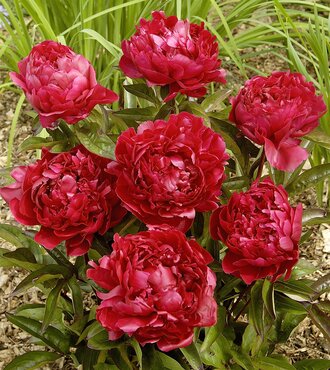 Paeonia Felix Crousse 3.5 Litre