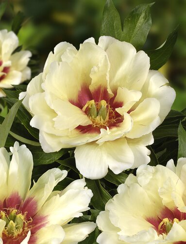 Paeonia Itoh Callies Memory 5.5 Litre