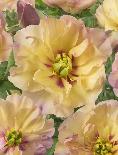 Paeonia Itoh Canary Brilliants 5.5 Litre