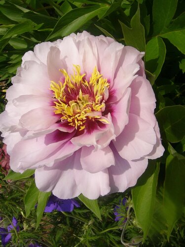 Paeonia Itoh Cora Louise 5.5 Litre