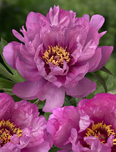 Paeonia Itoh First Arrival 5.5 Litre