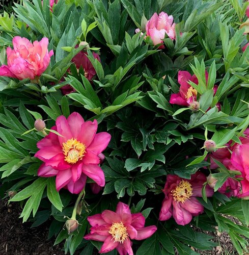 Paeonia Itoh Julia Rose 5.5 Litre