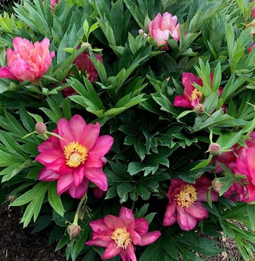 Paeonia Itoh Julia Rose 5.5 Litre