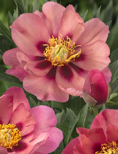 Paeonia Itoh Old Rose Dandy 5.5 Litre