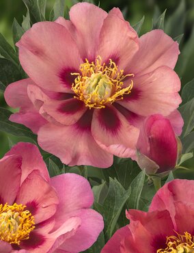 Paeonia Itoh Old Rose Dandy 5.5 Litre