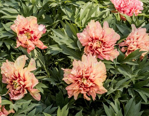 Paeonia Itoh Orange Victory 5.5 Litre