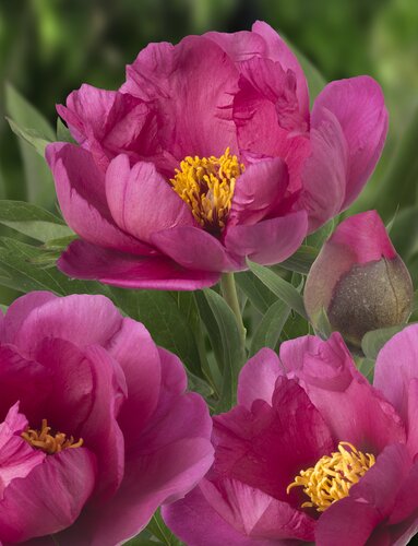 Paeonia Itoh Pink Ardour 5.5 Litre