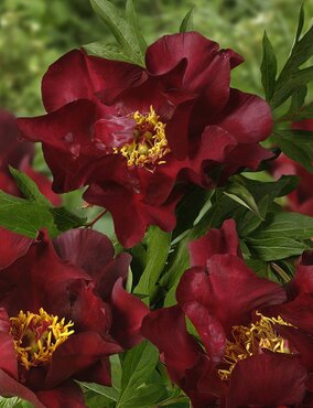 Paeonia Itoh Scarlet Heaven 5.5 Litre