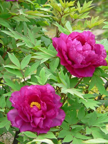 Paeonia Ling Hua Zhan Lu 5.5 Litre