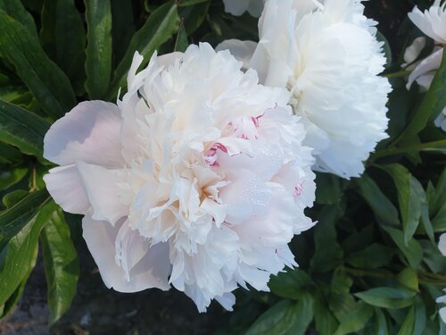 Paeonia Pecher 3.5 Litre