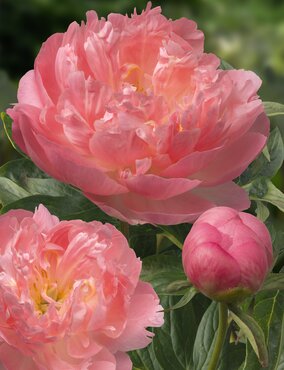 Paeonia Pink Hawaiian 3.5 Litre