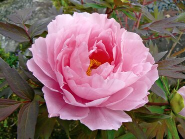 Paeonia Rou Fu Rong 5.5 Litre