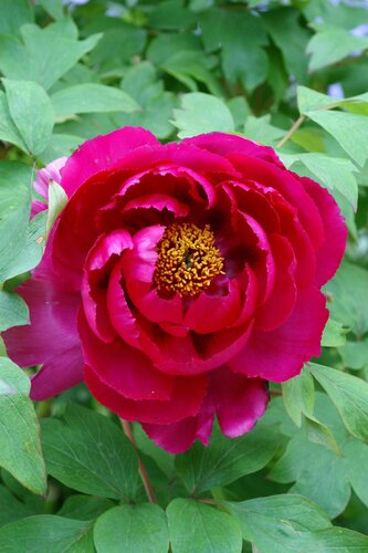 Paeonia Wu Long Peng Sheng 5.5 Litre