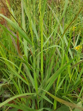 Panicum Heavy Metal 5 litre