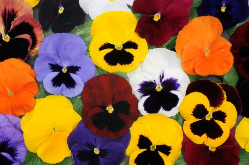 Pansy 1 litre