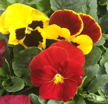 Pansy Autumn Blaze Six Pack