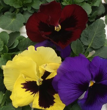 Pansy Blotched Mix Six Pack