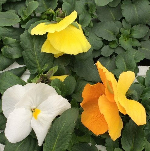 Pansy Citrus Mix 6 Pack - image 1