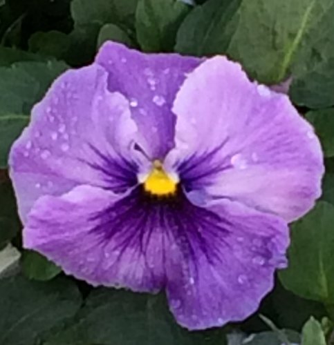 Pansy Lavender Shades Six Pack