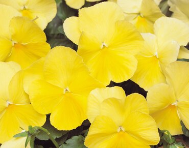 Pansy Lemon 6 Pack