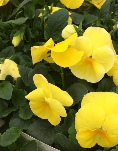 Pansy Lemon 6 Pack