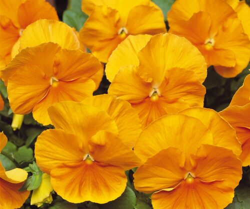 Pansy Orange Six Pack