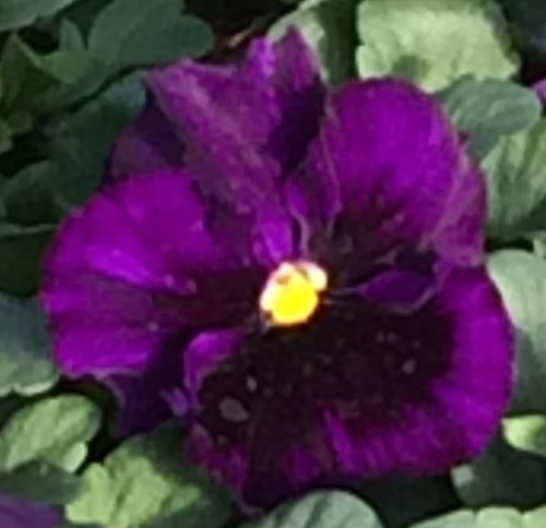 Pansy Purple Six Pack