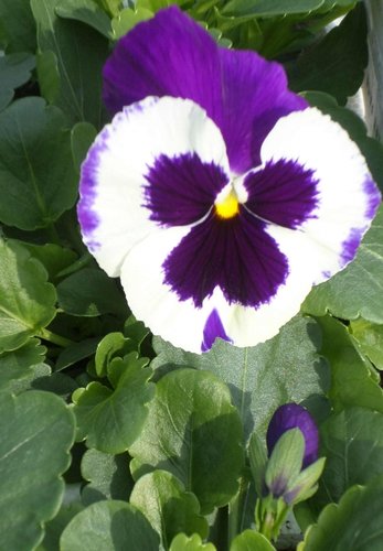 Pansy Purple & White Six Pack