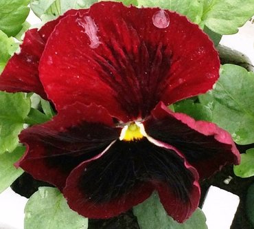 Pansy Red Blotch Six Pack