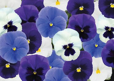 Pansy Rhythm & Blues Mix 6 Pack