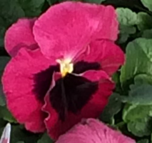 Pansy Rose Blotch Six Pack