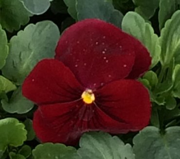 Pansy Scarlet Six Pack