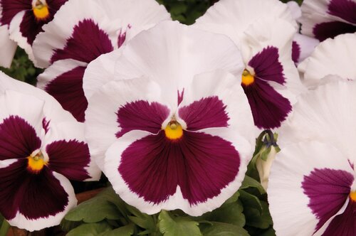 Pansy Strawberry Cream 6 Pack