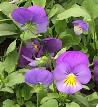 Pansy Trailing Blue Jumbo Six Pack