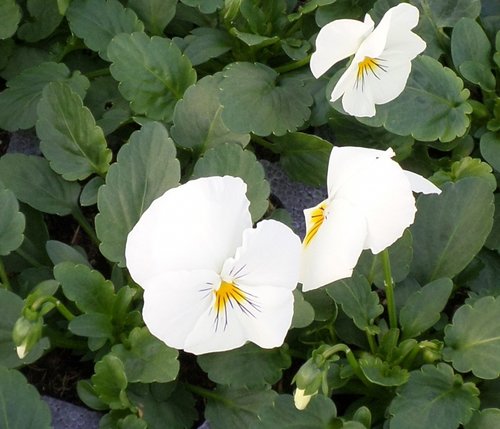 Pansy Trailing White Jumbo Six Pack