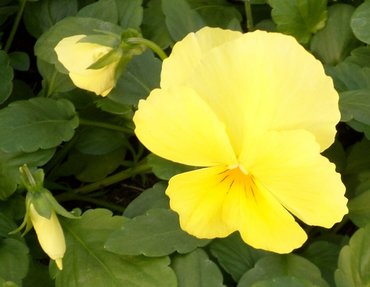 Pansy Trailing Yellow Jumbo Six Pack