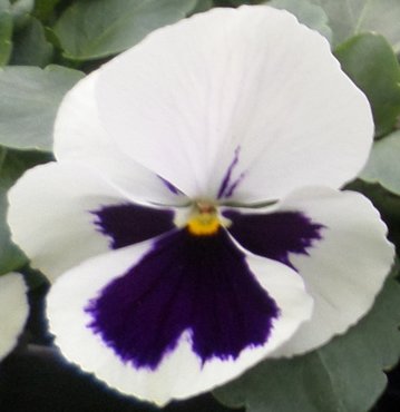 Pansy White Blotch Six Pack