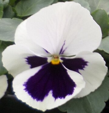 Pansy White with Blotch 6 Pack