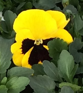 Pansy Yellow Blotch Six Pack