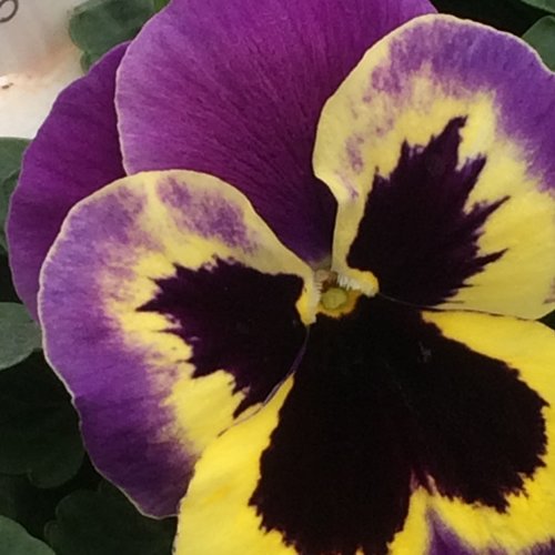 Pansy Yellow Purple Wing Six Pack