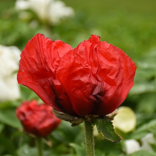 Papaver Allegro (Oriental Poppy) 3 Litre