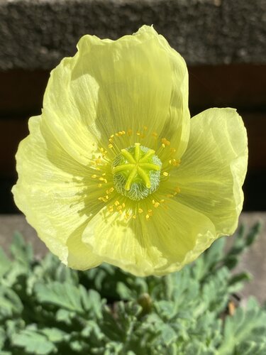 Papaver Moondance 2 Litre