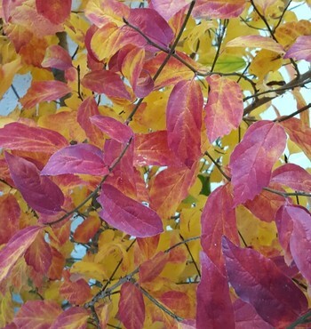 Parrotia persica 12 Litre