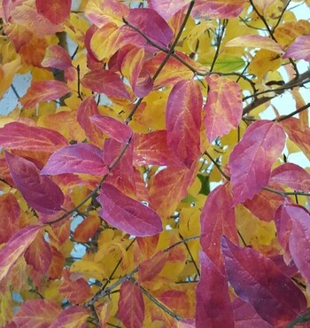 Parrotia Persica Persian Spire 3 Litre